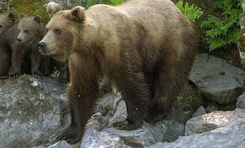 13-Night Denali Explorer - Pre-Cruise Cruisetour