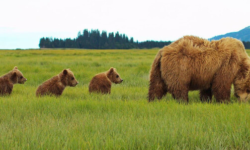 14-Night Authentic Alaska - Southbound Cruisetour