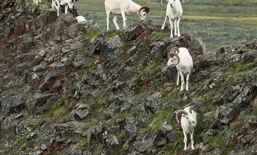 14-Night Authentic Alaska - Northbound Cruisetour