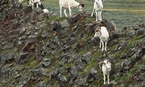 14-Night Authentic Alaska - Northbound Cruisetour