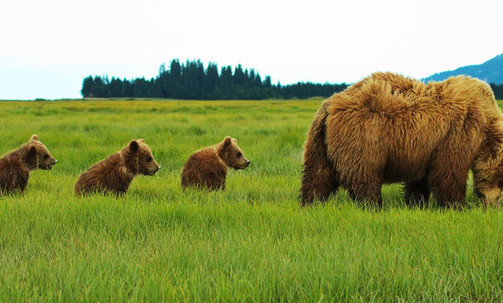 14-Night Authentic Alaska - Southbound Cruisetour