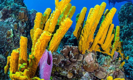 4-Night Caribbean Round-Trip Cruise From Tampa: Cozumel