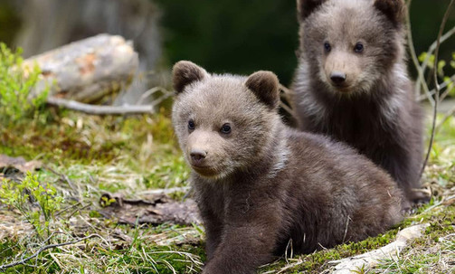 13-Night Denali Seward Explorer - Southbound Cruisetour