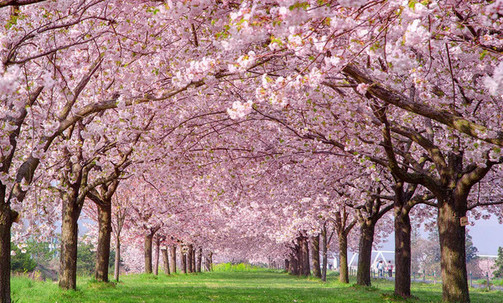 14-Night Japan Round-Trip Cruise From Tokyo: Osaka, Kochi, Nagoya & Busan