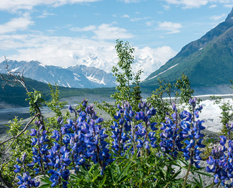 7-Night Alaska Cruise on Celebrity w/$100 Shipboard Credit & More
