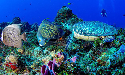 8-Night Caribbean Round-Trip Cruise From Tampa: Bahamas & Cozumel