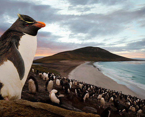 Luxe, 21-Nt All-Incl. Antarctica, South Georgia & Falkland Islands Cruise w/Onboard Credit