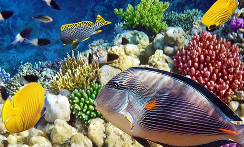4-Night Bahamas Round-Trip Cruise From Jacksonville: Great Stirrup Cay, Nassau & Grand Bahama Island