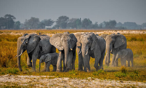 Botswana: 6-Nt Tour, Incl. Zambezi River Sunset Cruise, w/Game Drives, Meals & More