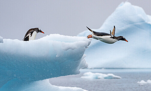 Luxe, 11-Nt All-Incl. Antarctica Expedition Cruise w/Onboard Credit & Reduced Deposit