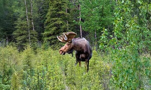 7-Nt Alaska Cruise w/Free Balcony Upgrade & Kids Fares + Onboard Credit & $99 Deposit