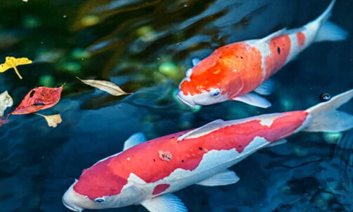 11-Night Asia Cruise From Singapore to Hong Kong: Ko Samui, Bangkok & Ho Chi Minh City