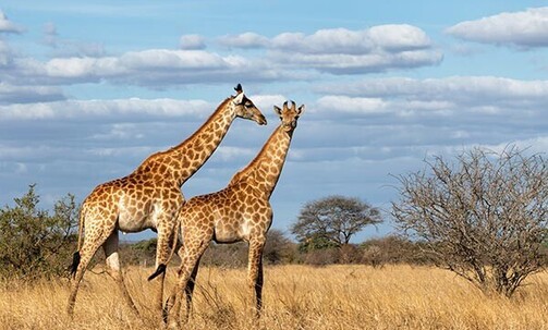 11-Night South Africa & Zimbabwe Trip w/Air, Game Drives, Breakfast, Transfers & More
