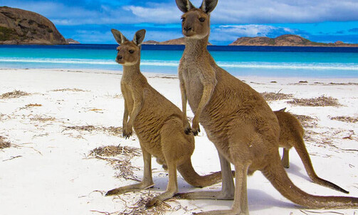 15-Night Australia Round-Trip Cruise From Sydney: Melbourne & Eden