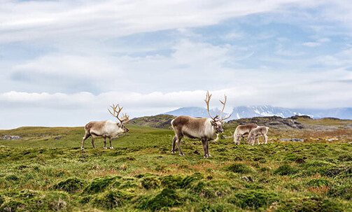 18-Nt Alaska Cruise, Incl. Great Bear Rainforest, w/Onboard Credit, 50% Deposit & More
