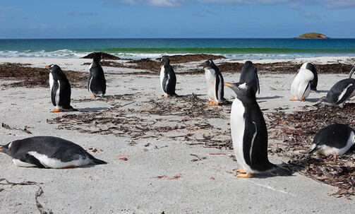 15-Night South America Cruise from Santiago to Buenos Aires: Argentina & Chile