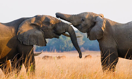 Africa: 7-Night, Small-Group Safaris w/Meals, Zambezi River Cruise & More