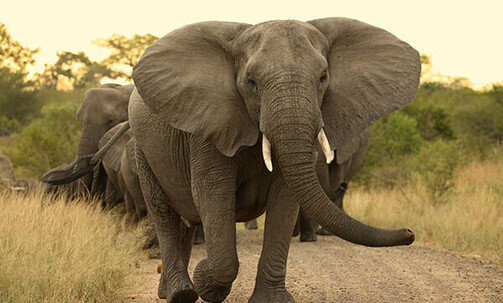 10-Night South Africa Trip w/Air, Game Drives & More