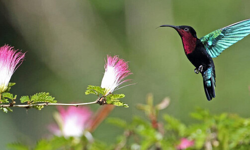 10-Night Caribbean Round-Trip Cruise From Miami: Aruba, Jamaica & Dominican Republic