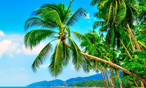 9-Night Caribbean Round-Trip Cruise From Miami: Great Stirrup Cay & Jamaica