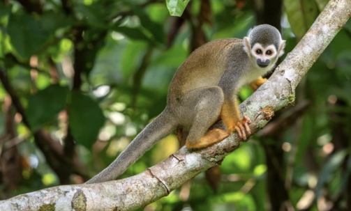 14-Night South America Cruise, Incl. Panama Canal & Machu Picchu, w/Excursions & More
