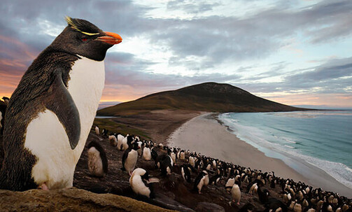 Luxe, 16-Nt Antarctica & Falkland Islands Cruise w/Air Credit Savings of $1000 per Suite