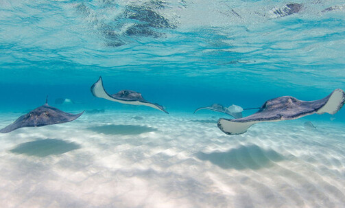 10-Night Caribbean Round-Trip Cruise From Miami: Curacao, Bahamas & Dominican Republic