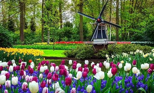 4-Nt Amsterdam Tulips River Cruise w/Shipboard Credit, Extra Savings & More; Use Code STR