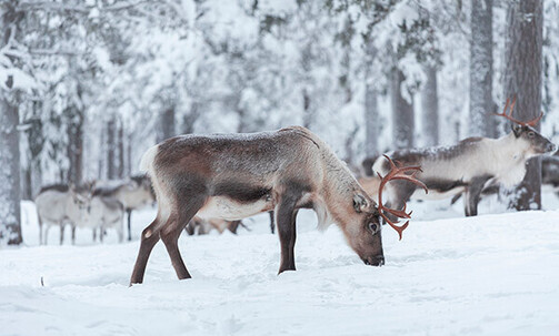 Finland: 5-Nt Fall Tour, Incl. Reindeer Farm & Santa Clause Village Visits, w/Meals & More