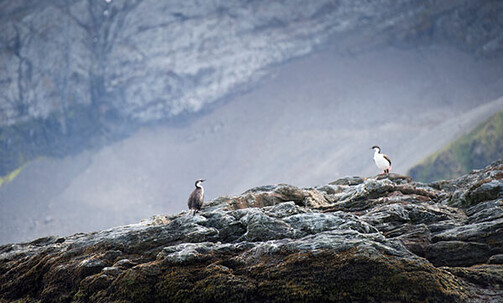 Luxe, 7-Nt Antarctica Cruise, Incl. Drake Passage Bypass, w/Air Credit & $250 Onboard Credit