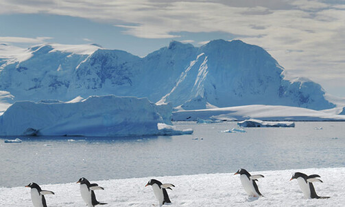 Luxe, 16-Nt Antartica & Falklands Cruise w/Air Credit, Veranda Upgrade & Onboard Credit