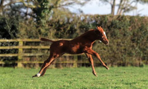 Irish National Stud Visit, Incl. Foaling Unit, Racehorse Experience, Gardens & More