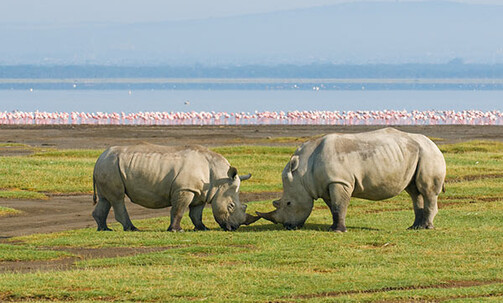Kenya: 8-Nt, Small-Group Tour, Incl. Chimpanzee Sanctuary, w/Game Drives, Meals & More