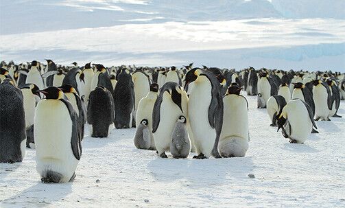 South America: 33-Nt Land & Cruise Package w/Air, Transfers, Machu Picchu Tour & More
