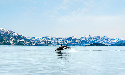 7-Nt Alaska Cruise w/Excursion Credit, Premium WiFi & More; Up to 60% Off Premium Amenities