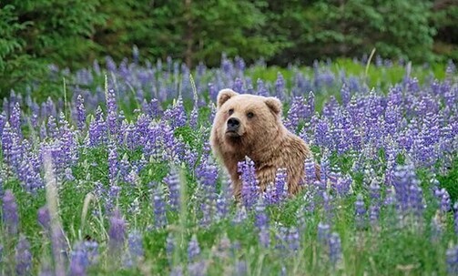 Alaska: 10-Night Cruise & Land Tour w/Free Upgrade; Save Up to 60% on Premium Amenities